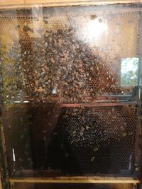 Bienenvolk hinter einem Schaukasten